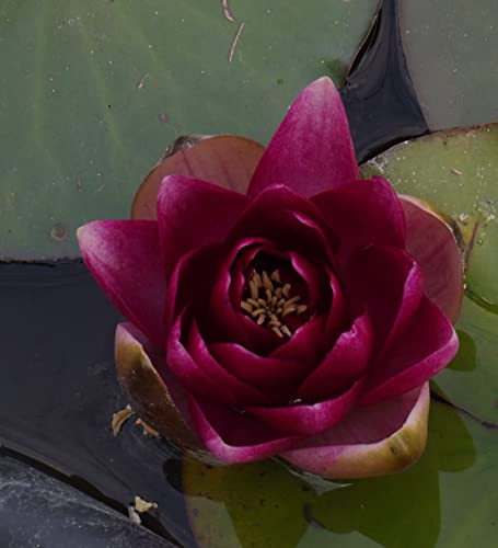 Teichpflanzen Seerosen : Nymphaea Seerose Halbzwergseerose  Perry`s Baby Red  winterhart Pflanztiefe bis 50 cm