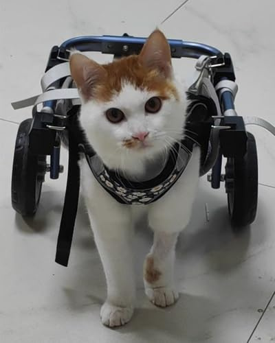 Hund Rullstol Tvåhjuliga Kattrullstolsbakben, Liten Medelstor Hundstödsbygel Justerbar för Handikappförlamning, Husdjur Återhämta Barnvagn Rollator Hjälp(XS)
