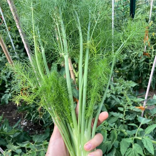 Semi di aneto, seminare vecchie varietà Aneto graveolens, prodotti sostenibili giardino 600pcs