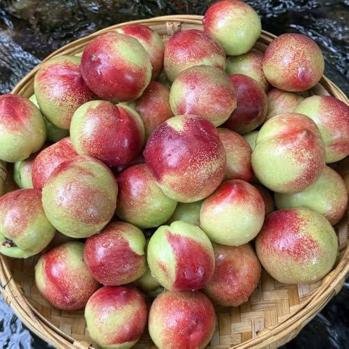 nektarinenbaum winterhart - hochbeet bio alte sorten dekoration wohnzimmer 12samen