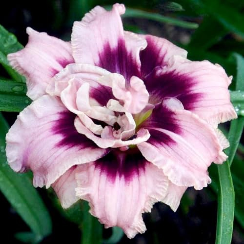 Taglilien-Rhizom Großpackung, MehrjäHrige Daylily, Einfach Zu Kultivieren, Schattenspender FüR Terrassen Und GäRten-5 Rhizom-D