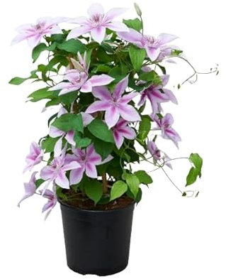 Clematis Natural Planta de Trepadora de Exterior con Maceta