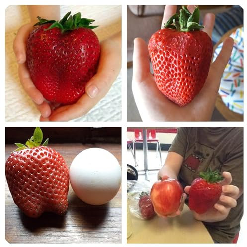 Semi di Fragole grandi a Frutto Grosso, No OGM Large Strawberry Seeds with Large Fruit 100 Semi