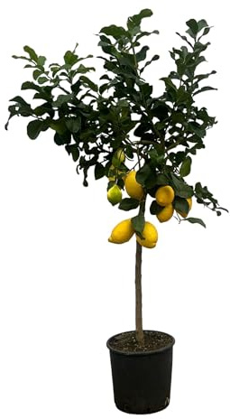 Zitronenbaum XXL (Citrus Lemon)