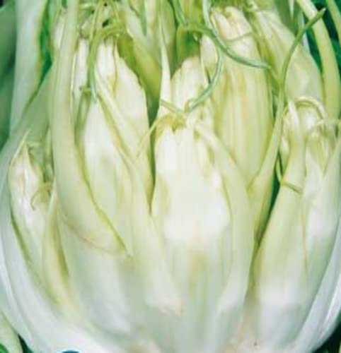 Italsementi Cicoria a Foglie Catalogna Puntarelle di Galatina