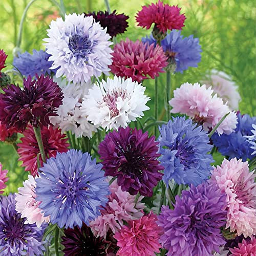 Cornflower Double Mixed Seeds – Hardy Annual – RHS Plants for POLLINATORS - Brings Colour to Your Garden – Must Have for Borders - for Your Beautiful Garden