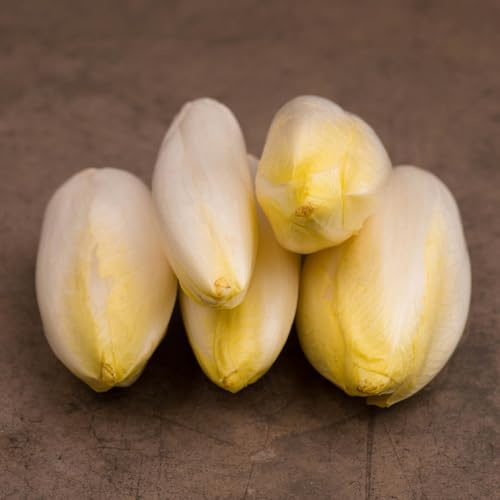 semillas de achicoria resistentes de jardín, achicoria orgánicas de invierno 85pcs