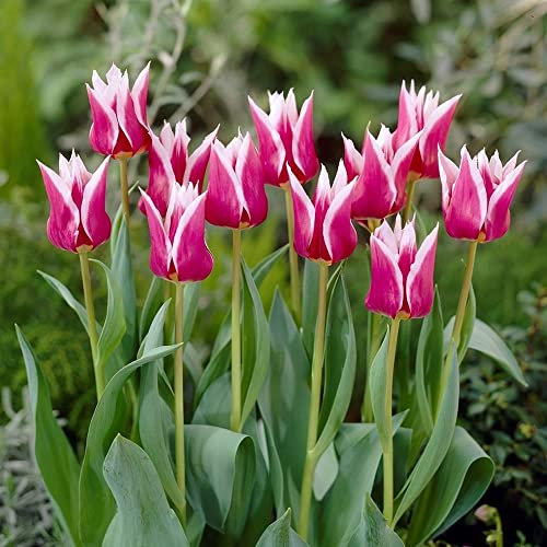 7 x Tulipa Lily Flowered Claudia - Spring Flowering Bulbs – White & Pink Tulip Blooms – Perennials – for Your Beautiful Garden