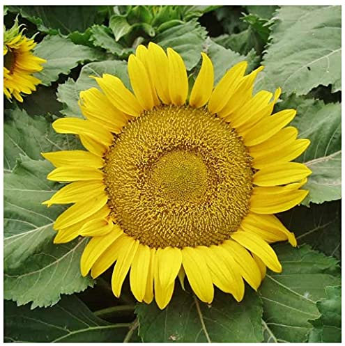 PREMIER SEEDS DIRECT Sunflower Yellow PYGMY - 50 Finest Seeds