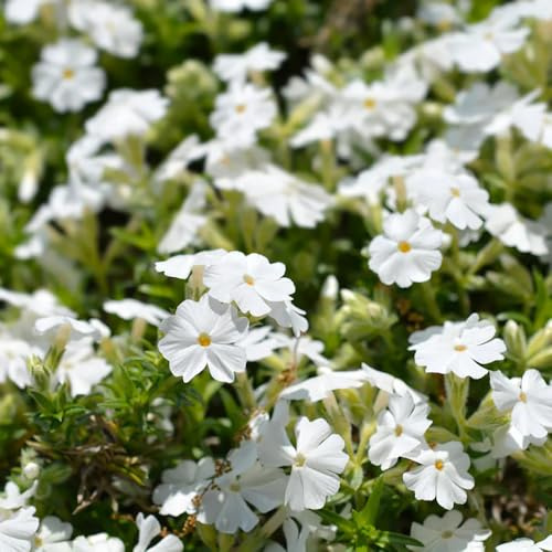 100+ White Phlox Seeds Flowers Bloom Garden Planting