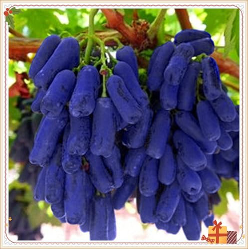 Racines de raisin, spécialistes de la plantation, vigne à doigts rares, idéale pour la plantation d'automne, entretien minimal requis - 2 bulbes - D