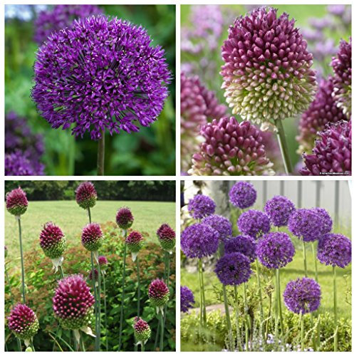 Allium Purple Sensation x 20 Flower Bulbs + 10 Allium DrumstickFlower Bulbs. No Early Summer Garden is Complete Without a Good Drift of These.