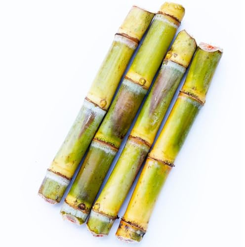 semillas de caña de azúcar - semillas de plantas fruto columnar semillas de frutas semillas plantas frutales productos sostenibles para jardineros maceta de bonsái plantas 50pcs