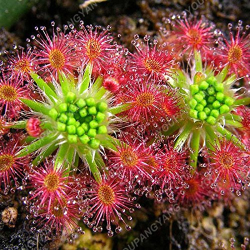 50 PC/Los Multifarious Nepenthes Samen Fleisch fressende Pflanze Bonsai muscipula Riesen Clip Venus Flytrap Pflanzensamen im Garten Burgund
