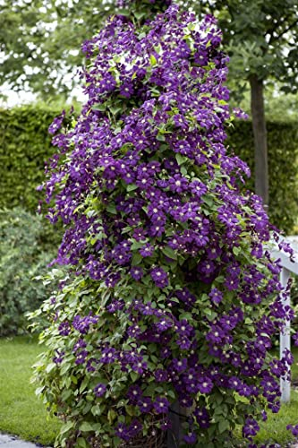 Clematis viticella 'Polish Spirit' 40-60 cm - Waldrebe, violette Blüten, Blütezeit Juni-September, ideal für Rankgerüste, pflegeleicht und winterhart