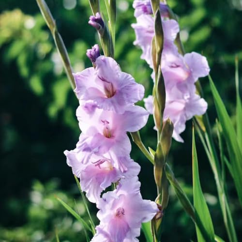 8bulbos de gladiolos rizoma decoración de jardín en balcón