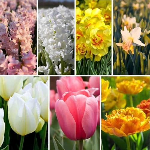 Mezcla de bulbos de flores Easter Mix - 50 bulbos de flores - tulipanes, narcisos, jacintos - mezcla de blanco, rosa, amarillo, naranja - fragante, floración primaveral, resistente al invierno -
