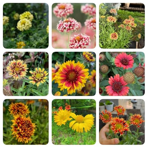 Semillas de Gaillardia pulchella, resistentes para el jardín de manta perenne resistente orgánicas de jardín semillas de cobertura del suelo 300pcs