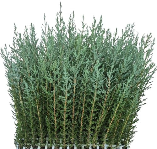 25 Uds Plantas de Ciprés Sempervirens (35-50 cm) | Ideal Para Setos Vivos y Cerramientos Naturales | Planta para Seto Mediterráneo – Rápido Crecimiento
