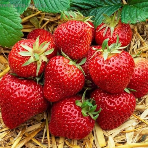 GrunerGarten Erdbeerpflanzen 10 Stück, Erdbeeren zum Auspflanzen Typ ‘Elsanta’, Pflanzen Mehrjährig und Mittelfrüh, Frosthärte Erdbeeren, Pflanze Frigo, Strawberries Seedling