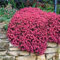 Ultrey Seed House - Scented Carpet Phlox Seeds Ground Cover Creeping Thyme Perennial Flowers Perennial Border Stone herb Flower Seeds Hardy Perennial