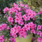 Pianta vera di Azalea Encore Sangria - Diametro Vaso Ø 19 cm