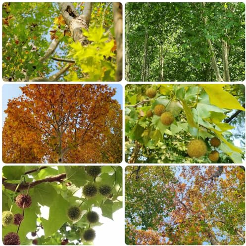 Plátano - Platanus acerifolia - decoraciones de jardín exteriores decoración de sala estar Jardín semillas exóticos balcón hoja perenne sostenibles 160semillas