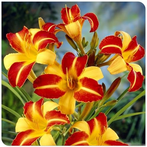 Bulbos de Hemerocallis - Matas Voluminosas y Decorativas -Ideal para Borduras Soleadas - Hemerocallis bulbos-8 Bulbos-J