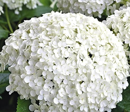 Dehner Schneeball-Hortensie Annabelle®, große weiße Blütenbälle, ca. 30-40 cm exkl. Pflanztopf, 3 l Topf, Zierstrauch