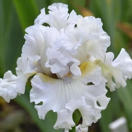 semillas de iris, de balcón resistentes iris tectorum, exóticas semillas de otoño 80pcs