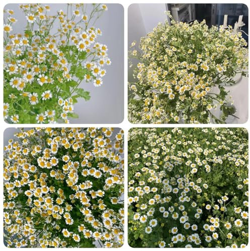 800 pcs kamille samen mehrjährig winterhart, schnittblumen samen, zimmerpflanzen samen, Matricaria recutita, kräutergarten küche, bodendecker samen winterhart blumensamen, garten