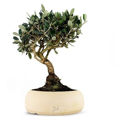Olivo Bonsai Altezza 45 cm, Pianta Vera, Pianta da Interno ed Esterno - Vaso Artigianale di Terracotta - Bianco