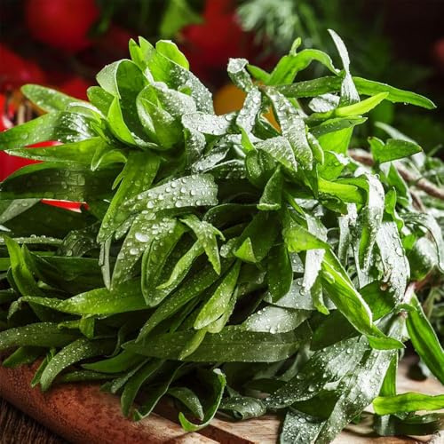 semillas de estragón extraño cultivo de jardín resistentes jardines rocas variedades antiguas productos sostenibles jardín balcón 700pcs