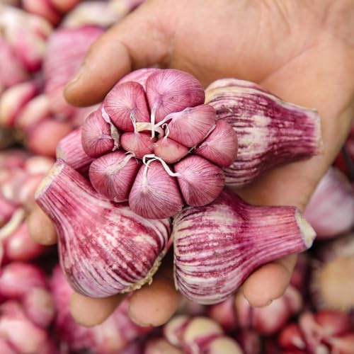 semi di aglio, tradizionali aglio invernale da giardino tappezzanti ombra, giardino in cucina resistenti 500pcs