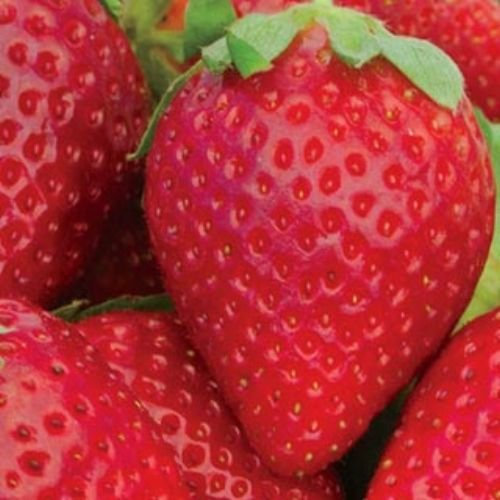 graines de fraises sucrées Charlie: PAQUET DE 100 GRAINES