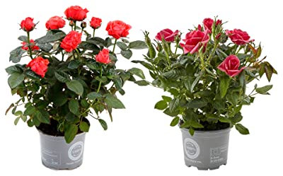 Rosal Mini |Flores de Colores | Pack 2 Plantas |Flores Naturales