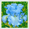 Bulbi resistenti di iris perenni con rizomi spessi, fiori essenziali nel giardino, resistente mix olandese-15 Bulbi-I