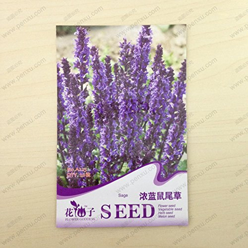 Graines de fleurs originales Graines de sauge bleu profond Graines de fleurs matures Paquet de 100 graines