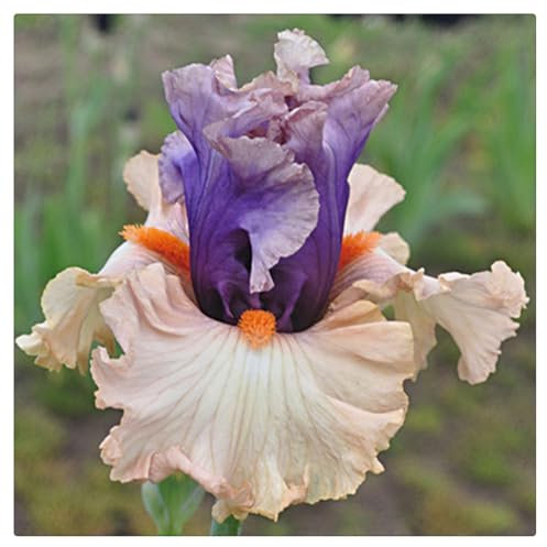 Iris-Zwiebeln,Winterharte Iriszwiebeln, Robuste Gartenpflanzen,Langlebige Pflanzen,Pflegeleicht,Üppige Blüten- 5 Zwiebeln