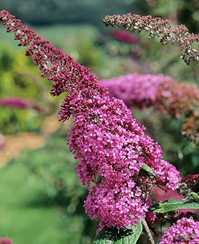Buddleja Davidii Schmetterlingsstrauch Sommerflieder insektenfreundlich | Perfekt für Bienen, Hummeln und Schmetterlinge (40-60 cm(C3), Pink Delight)