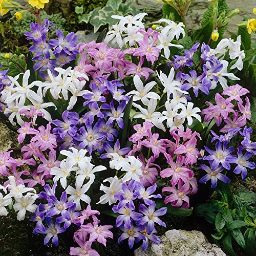 15 x Chionodoxa Mixed – Spring Flowering Bulbs - Colourful Flowers for Your Spring Garden – Blooms in Early Spring – Perennial – for Your Beautiful Garden