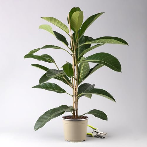 Ficus benghalensis 'Roy', Topf-Ø 21 cm, Höhe ca. 100 cm