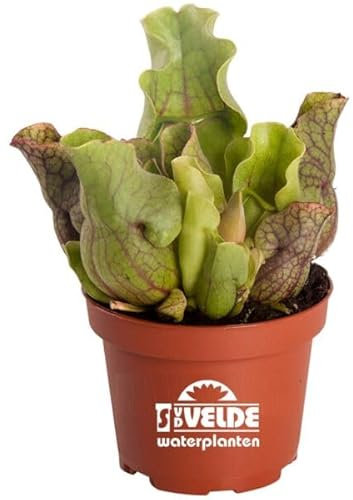 Sarracenia Natural Planta Antimosquitos Carnívora de Fácil Cuidado