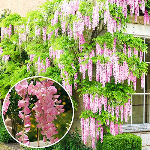 Wisteria Rosea | Pink Flowering Deciduous Hardy Climbing Garden Shrub Plant (9cm, 20-30cm)