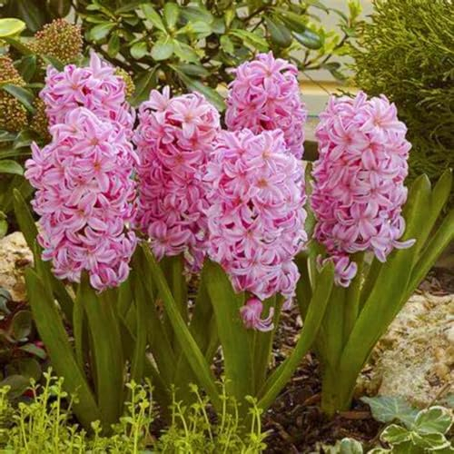 Hyazinthenzwiebel-Winterhart MehrjäHrig,HyazinthenblüTen,Hyazinthen Rhizome,Hyazinthen Zwiebeln,Bonsai Pflanze,Traubenhyazinthen,Schnittblumen-4zwiebeln-a