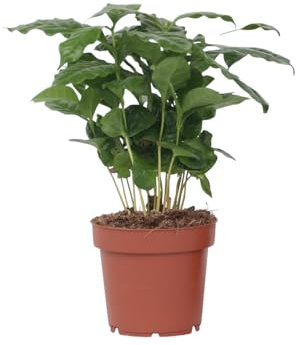 Plant in a Box - Caféier - Coffea arabica - Hauteur 25-40cm - Pot 12cm - Plante d’intérieur - Vert