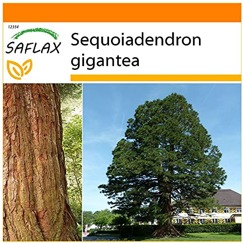 SAFLAX - Garden in the Bag - Árbol mamut - 50 semillas - Con sustrato de cultivo en un sacchetto rigido fácil de manejar. - Sequoiadendron gigantea