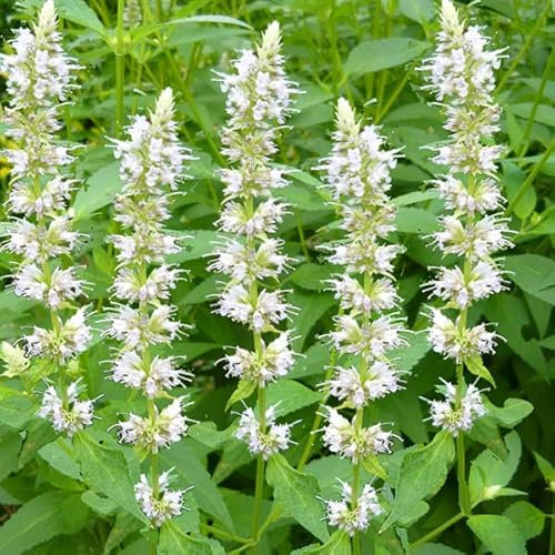12 unità Agastache Rugosa 'Alabaster' - Agastache Vaso 9x9cm ±1 m² - Fiori Bianchi Eleganti, Ideale per Giardini Profumati
