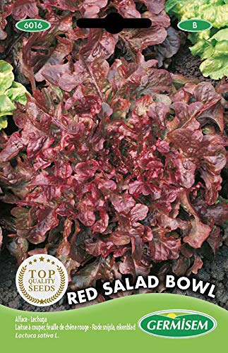 Germisem Red Salad Bowl Graines de Laitue 4 g EC6016 Multicolore