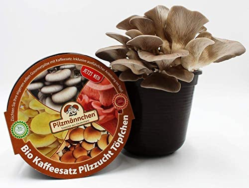 Bio Austernpilz Kaffeesatz Töpfchen - Pilze selber züchten